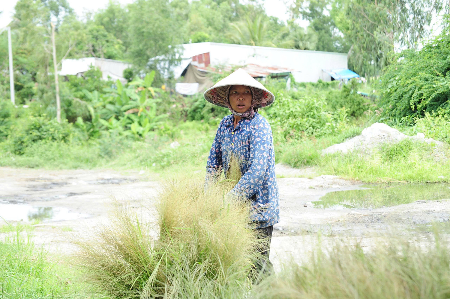 Thứ nhiều nơi bỏ đi lại trở thành kế mưu sinh của bà con Khmer ở An Giang. Ảnh: T.T
