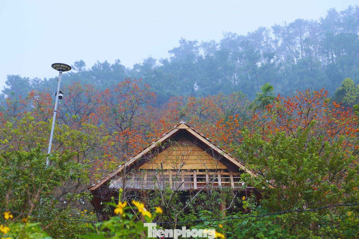 Khung cảnh núi rừng hoang sơ hòa cùng sắc cam của hồng chín tạo nên bức tranh thiên nhiên vừa mộc mạc, vừa thơ mộng.
