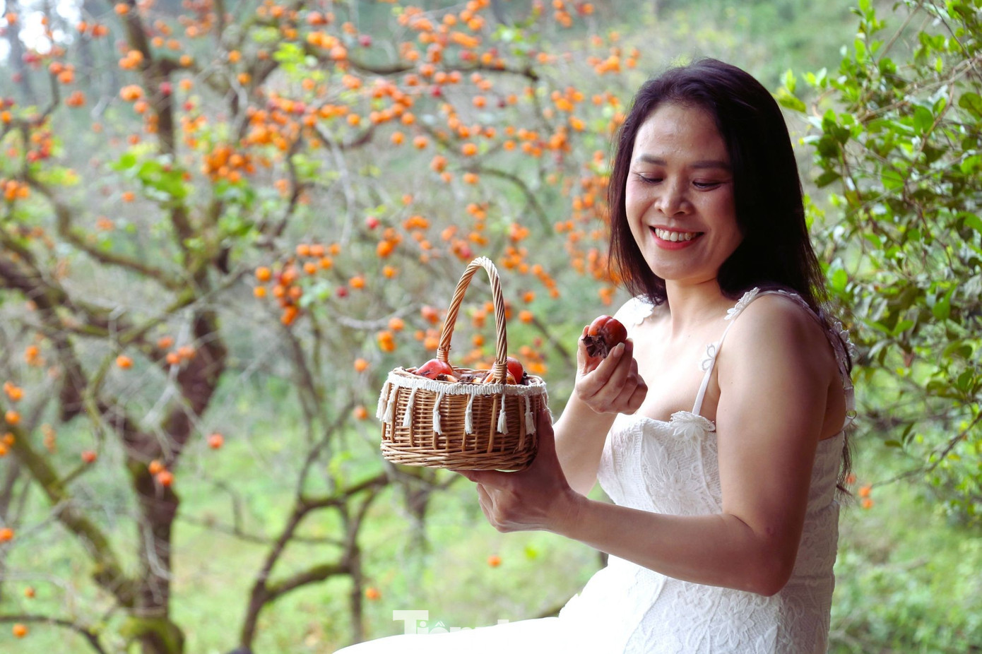 Check in ở amp;#34;thủ phủamp;#34; hồng cổ thụ chín rực rỡ - 12