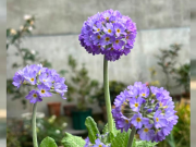 Nhà đẹp - Loài hoa vừa đẹp vừa "hút tài", đặc biệt hợp người mệnh Thổ và Kim