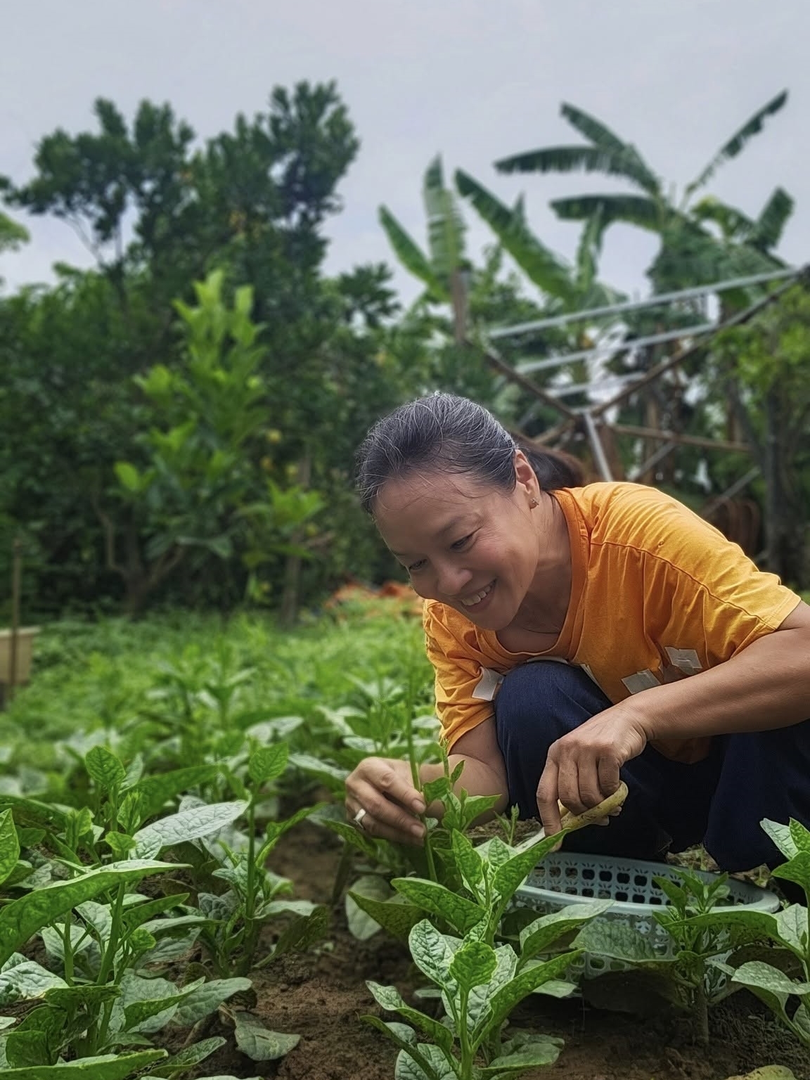 Vườn rau 3.500 m2 ven sông Hồng của diễn viên Tú Oanh - 9