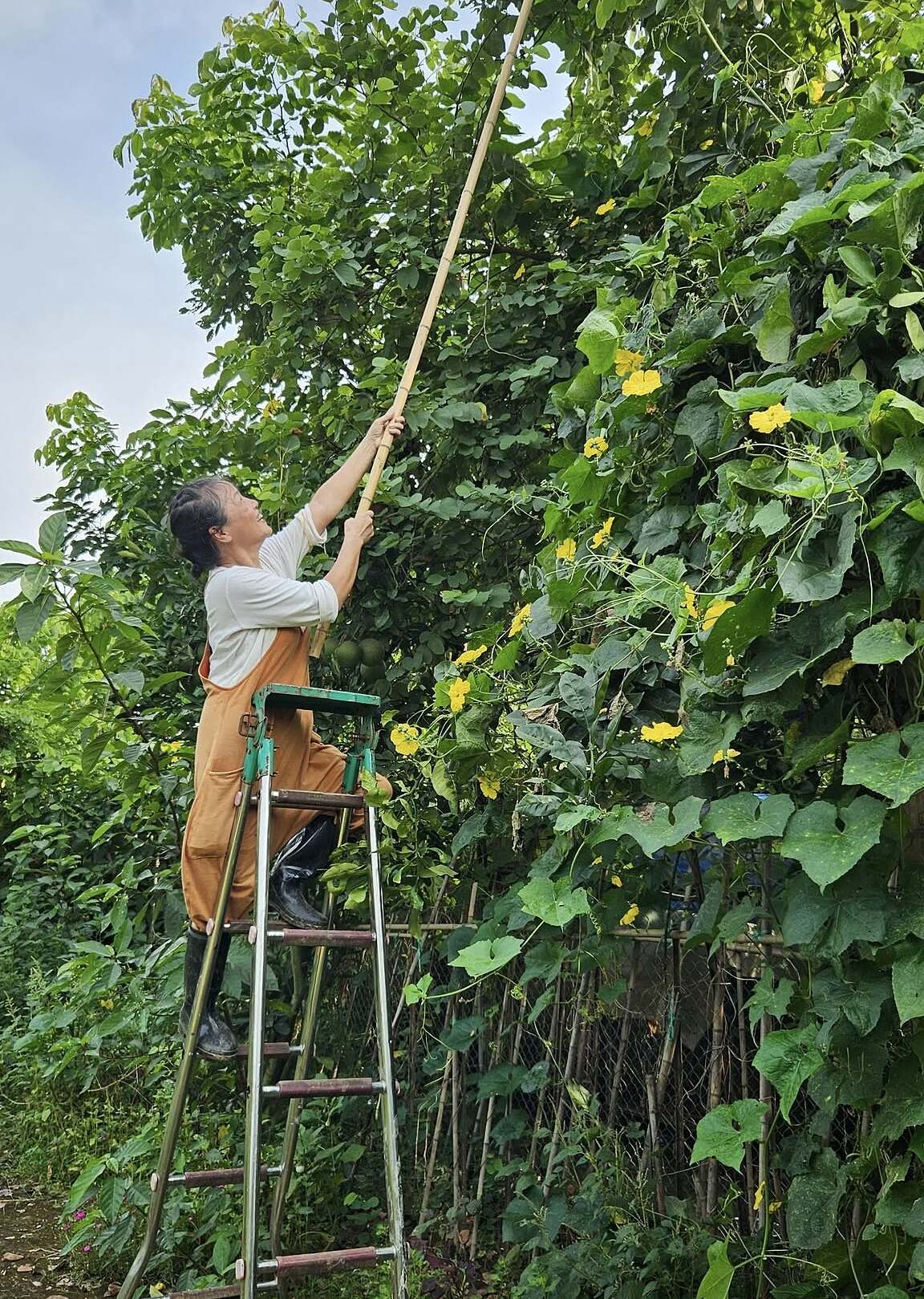 Vườn rau 3.500 m2 ven sông Hồng của diễn viên Tú Oanh - 4