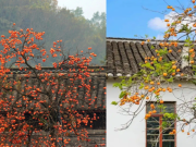 Loài cây có từ 3.000 năm trước được giới nhà giàu săn trồng