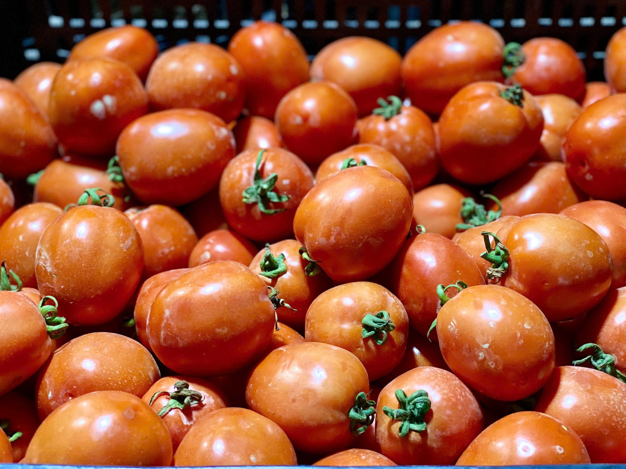 Giá cà chua tăng cao khiến nhiều người bất ngờ.