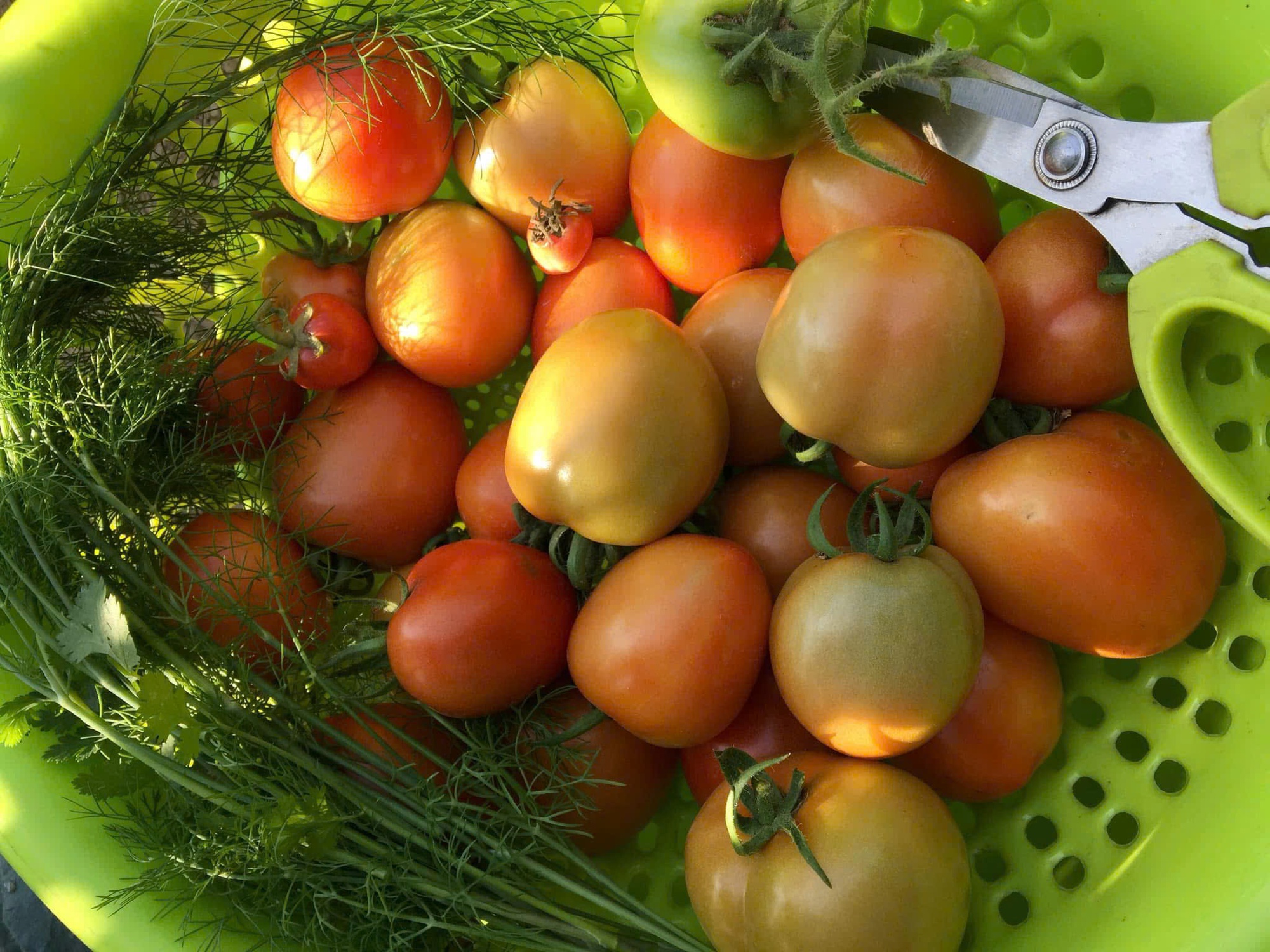 Cà chua không chỉ là một nguyên liệu chế biến món ăn được nhiều người ưa chuộng mà nó còn có nhiều tác dụng tuyệt vời đối với sức khỏe như khả năng phòng chống ung thư, tăng cường thị lực, tốt cho sức khỏe tim mạch, giảm cân…