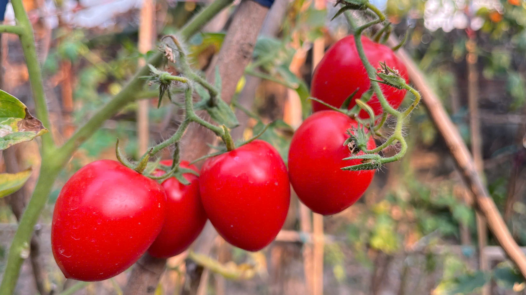 Tùy vào chất lượng và khu vực, cà chua sẽ có giá bán khác nhau.