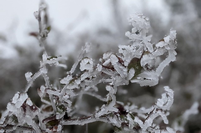 Ít có khả năng xuất hiện băng giá, sương muối ở đợt không khí lạnh lần này.