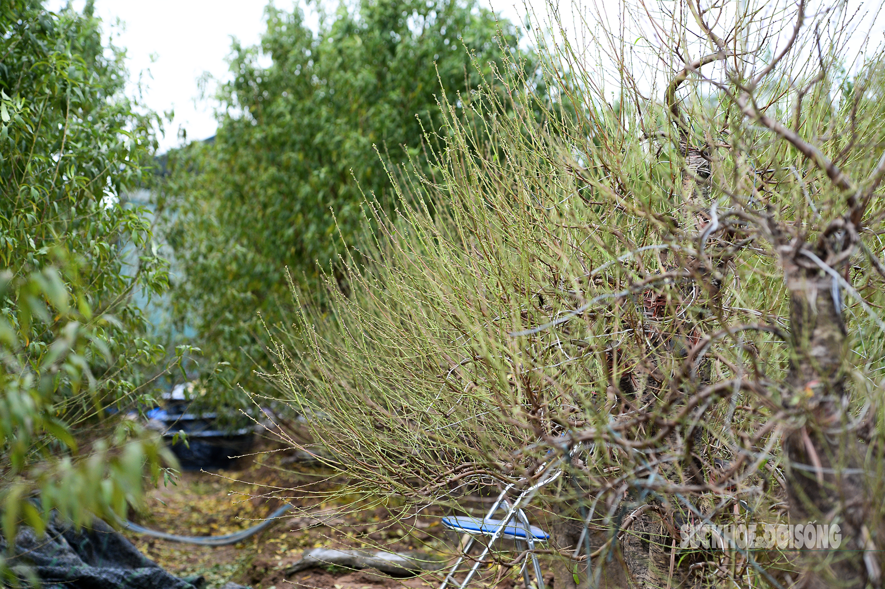 Những gốc đào cổ thụ tại làng đào Nhật Tân bước vào giai đoạn tuốt lá, chuẩn bị cho mùa hoa a classTextlinkBaiviet hrefhttps://eva.vn/tet-nguyen-dan-p2492c73.htmlTết Nguyên đán/a 2026.