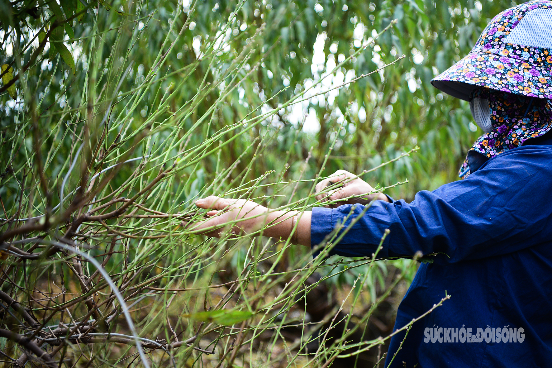 Việc tuốt lá được thực hiện thủ công để tránh làm tổn thương mầm hoa và cành non.