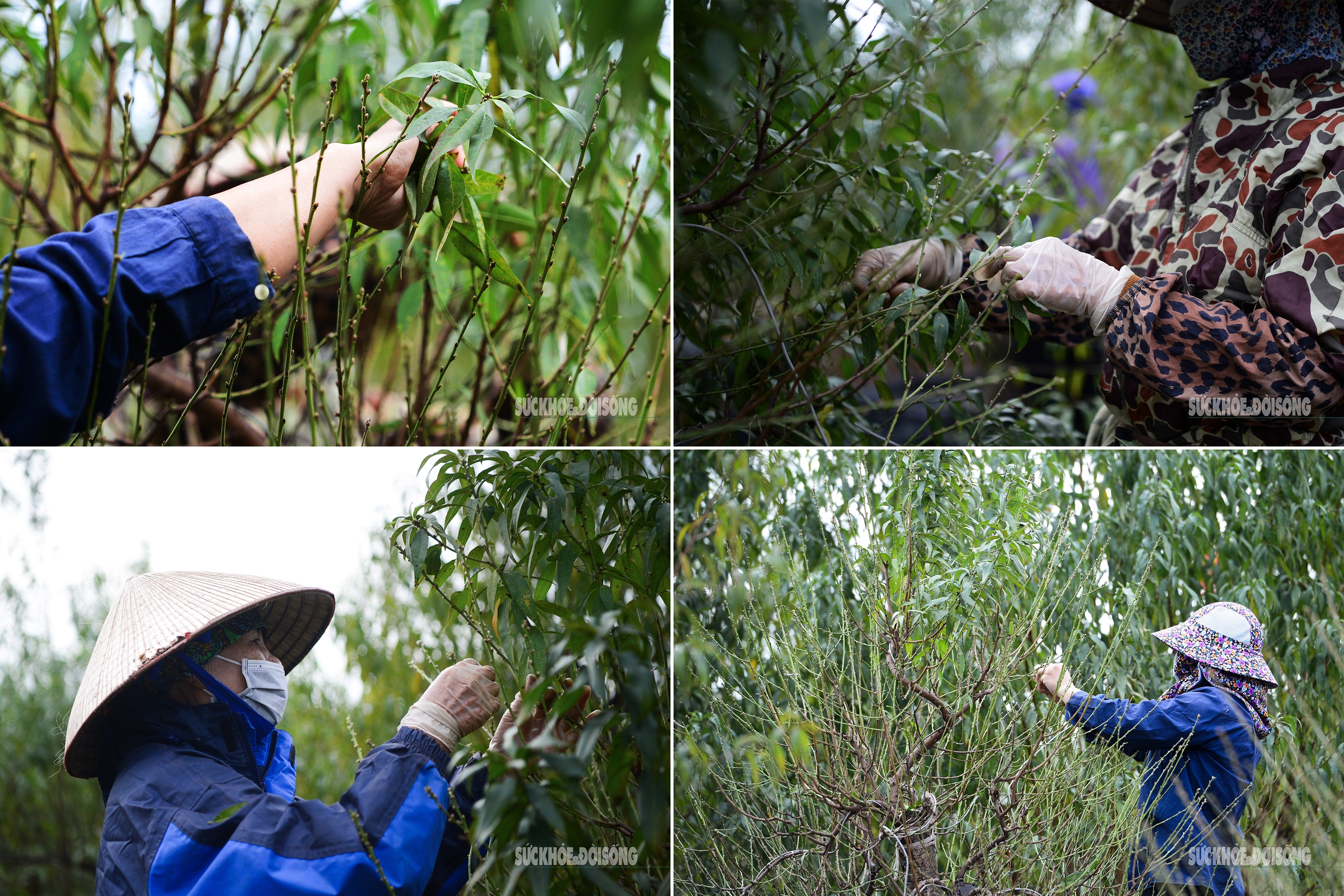Người trồng hoa tỉ mỉ tuốt từng chiếc lá non trên cành đào – công đoạn quan trọng nhằm hãm cây, điều chỉnh thời điểm ra hoa.