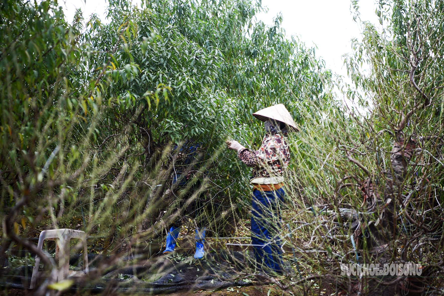 img src/upload/4-2025/images/2025-12-14/1765696860-nguoi-dan-phuong-hong-ha-tat-bat-tuot-la-vao-chau-dan-tet-5-6143-width1772height1181.jpg width660 /