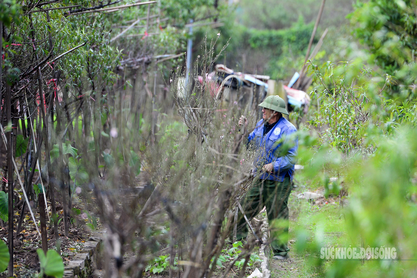 Người Nhật Tân tất bật tuốt lá đào, vào chậu đón Tết - 8