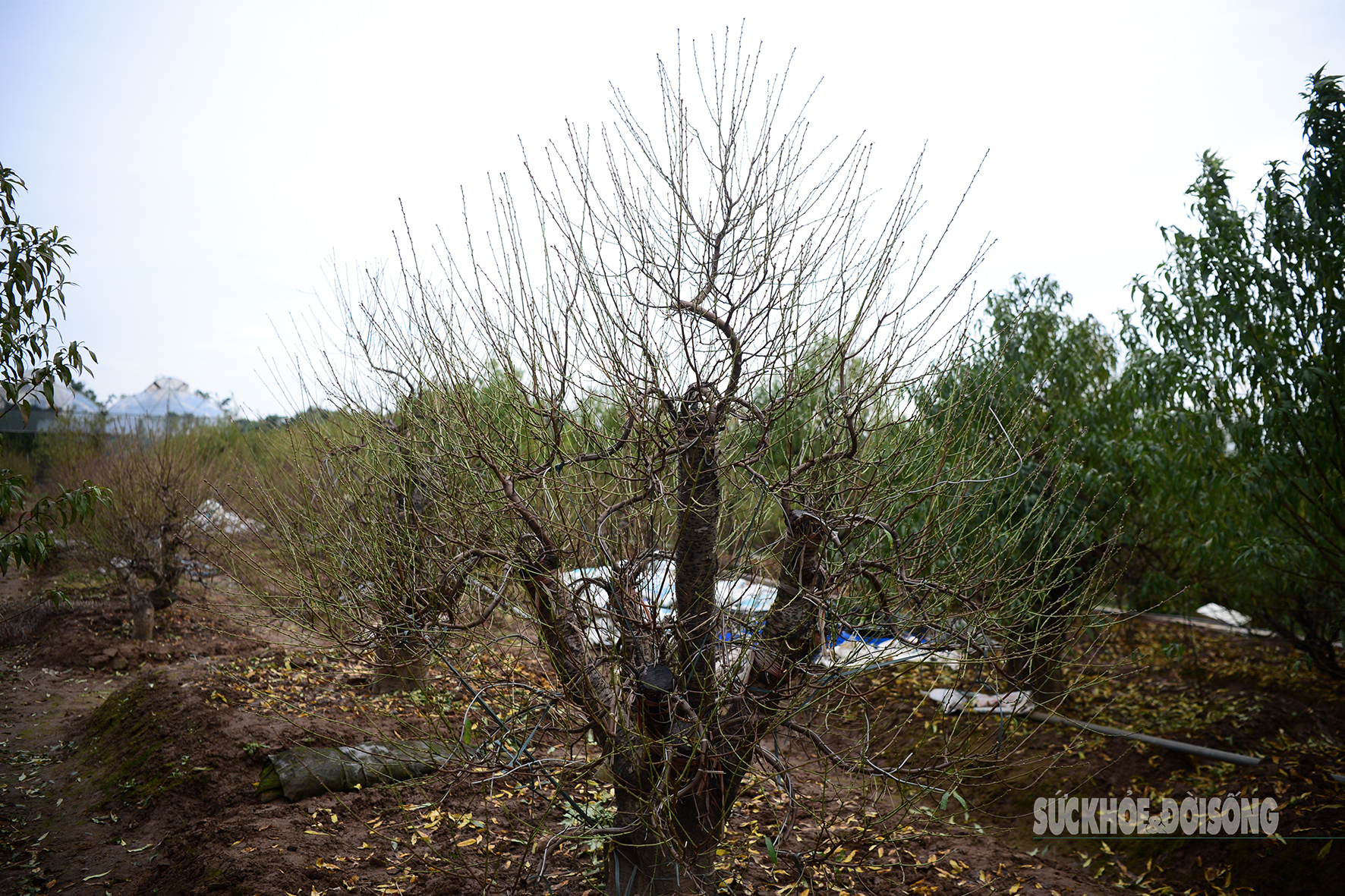 Theo các chủ vườn, đào để bàn cỡ nhỏ hiện có giá khoảng 1,5 triệu đồng/cây; những cây lớn, dáng thế đẹp chủ yếu cho thuê với giá từ 6–7 triệu đồng/cây.