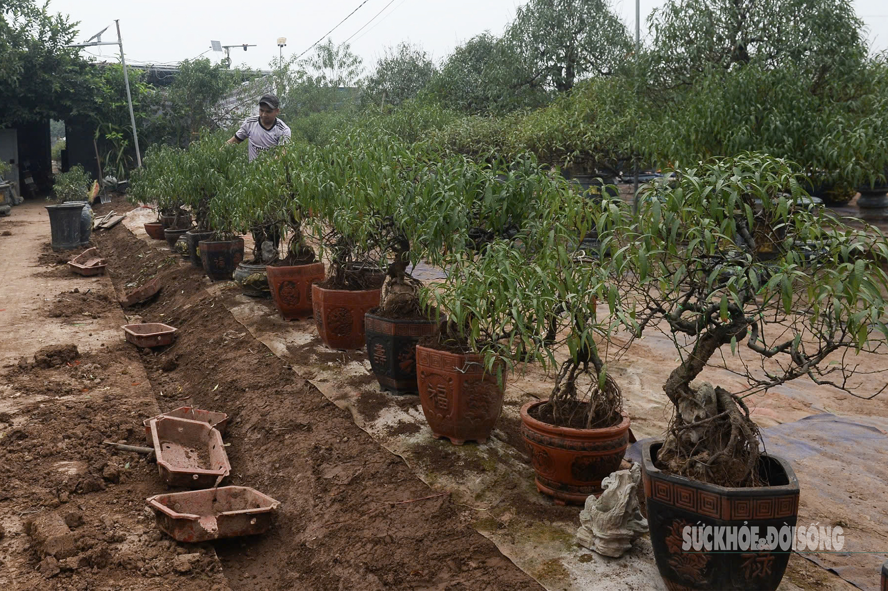 Người Nhật Tân tất bật tuốt lá đào, vào chậu đón Tết - 10