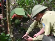 Clip Eva - Gỡ bỏ các bẫy thú trái phép, bảo vệ hệ sinh thái rừng