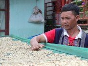 Clip Eva - Clip: Trồng cà phê hướng hữu cơ, anh nông dân K’ho bán tận 300.000 đồng/kg