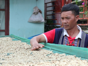 Clip: Trồng cà phê hướng hữu cơ, anh nông dân K’ho bán tận 300.000 đồng/kg