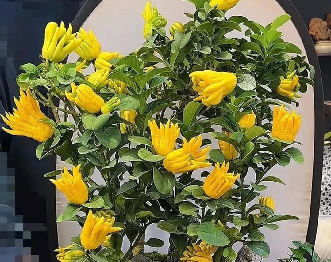 Dù là họ hàng của cam quýt nhưng giá trị của Phật thủ không phải để ăn. Ảnh minh họa Toutiao