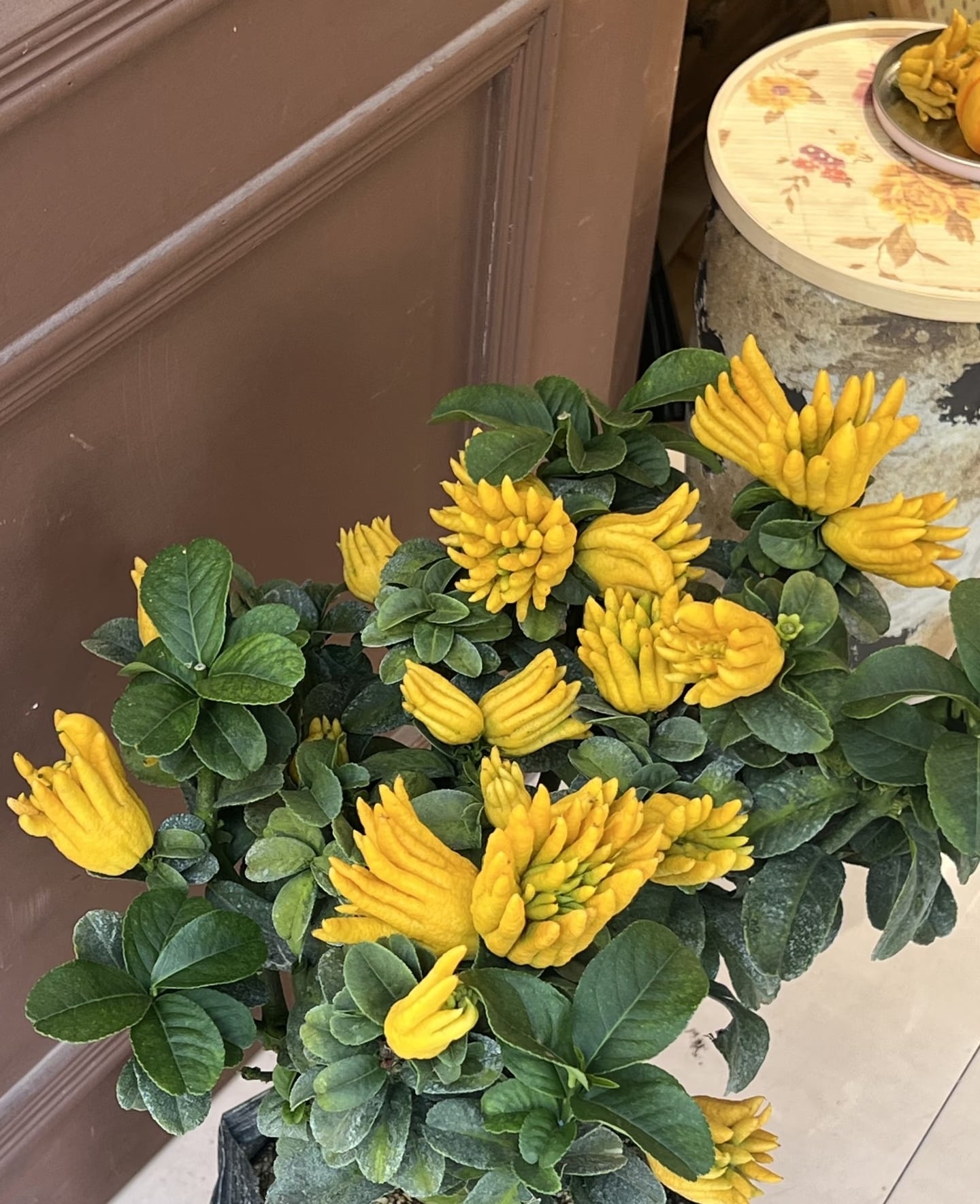 Bạn cũng nên chọn một vị trí có nhiều ánh nắng để đặt cây cảnh này. Ảnh minh họa Toutiao