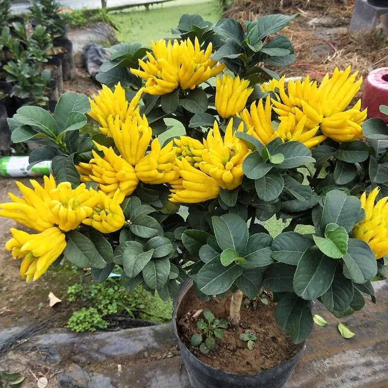 Hương thơm của Phật thủ có tác dụng làm dịu. Ảnh minh họa Toutiao