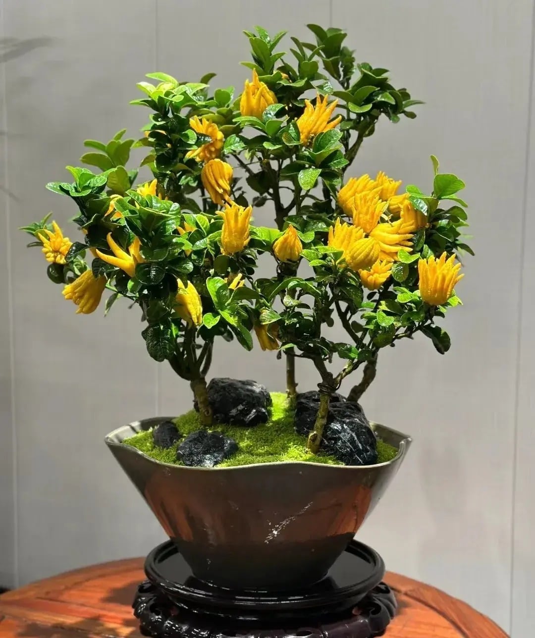 Việc thay chậu cho cây có thể được thực hiện sau khi cắt tỉa quả. Ảnh minh họa Toutiao