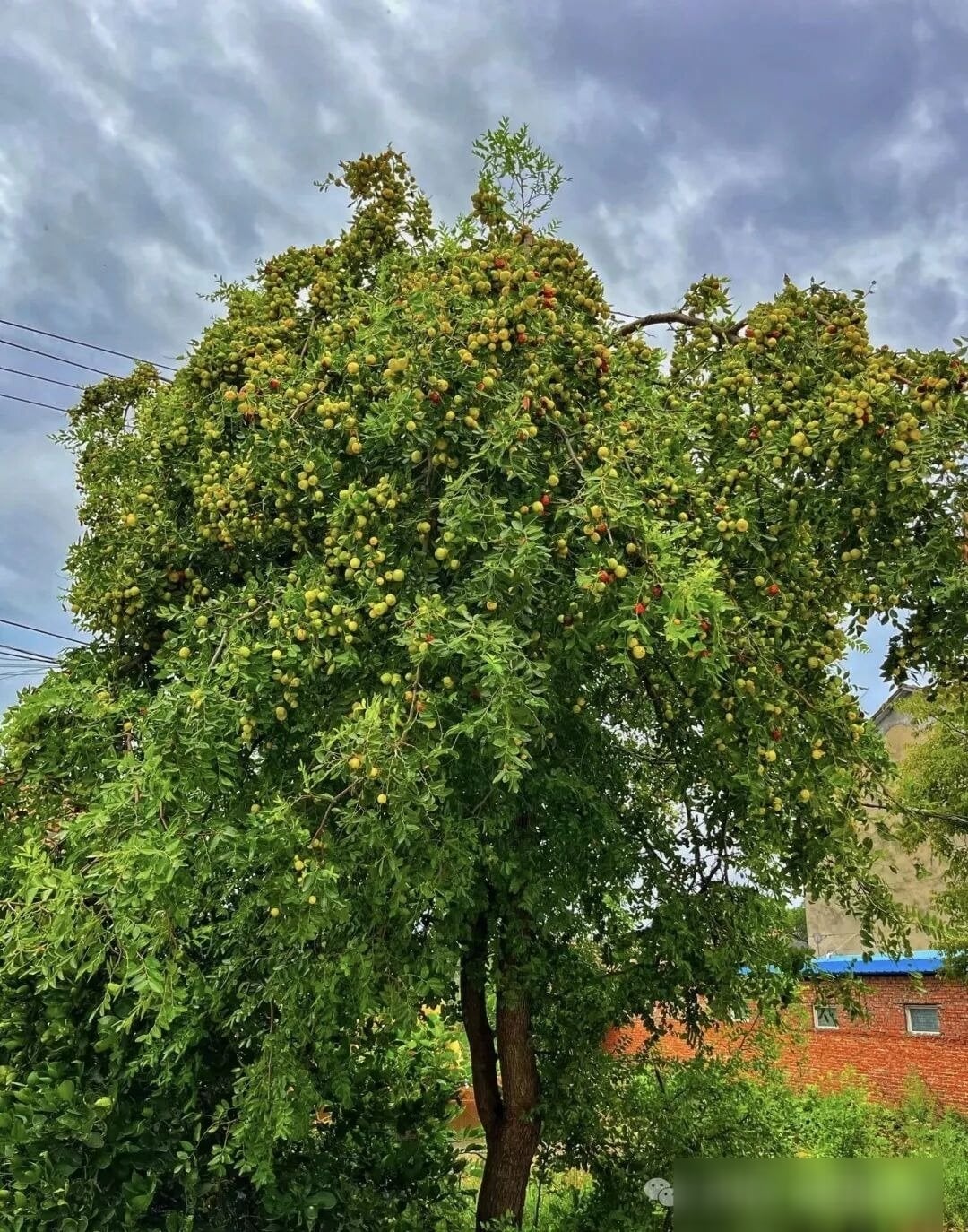 Với người xưa, nó là loại cây đa năng, mang lại nhiều giá trị dinh dưỡng cho gia đình khi khan hiếm lương thực.