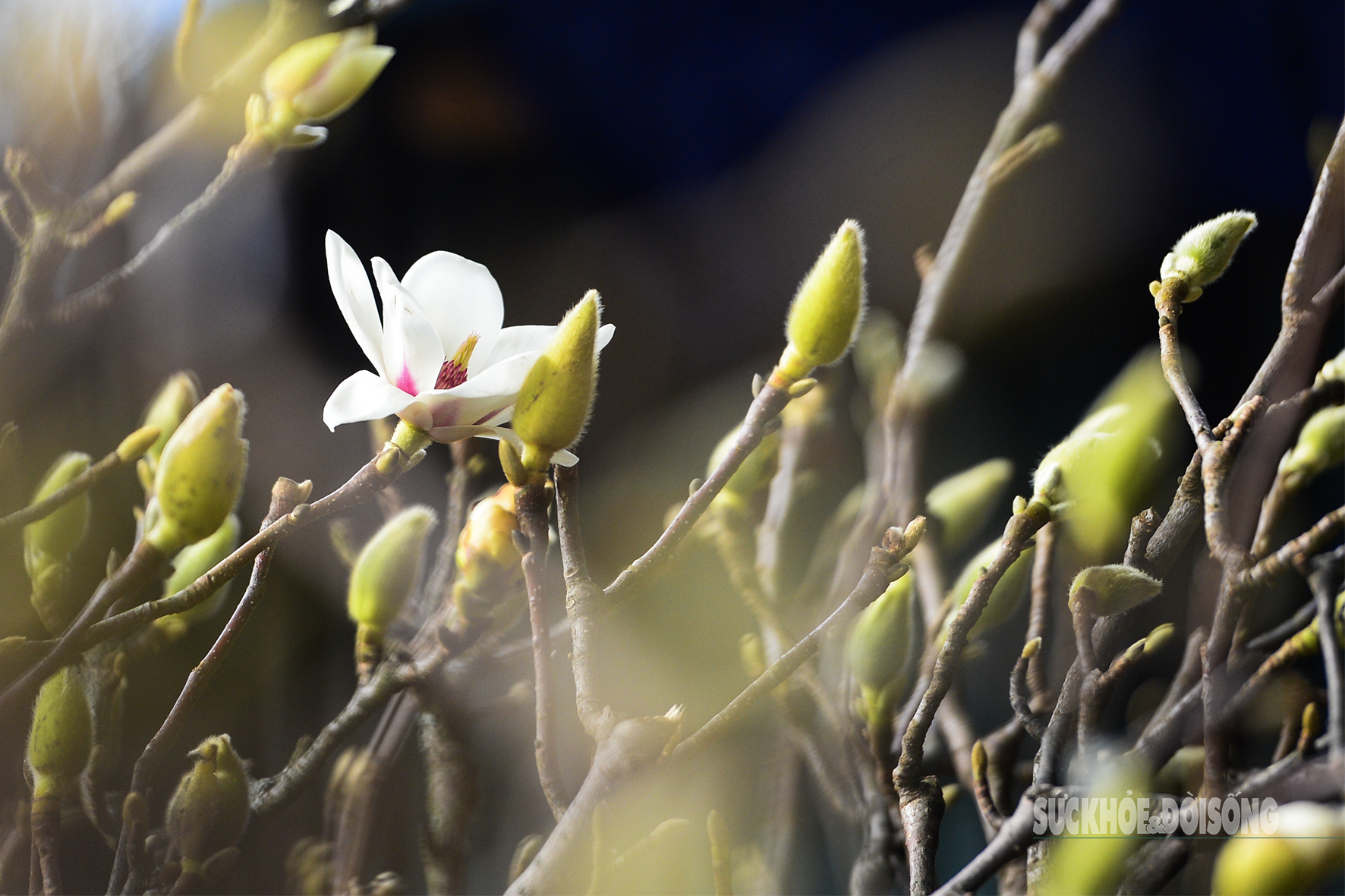 img src/upload/4-2025/images/2025-12-15/1765755931-la-mat-hoa-moc-lan-xuong-cho-quang-an-truoc-tet-3-1848-width1772height1181.jpg width660 /