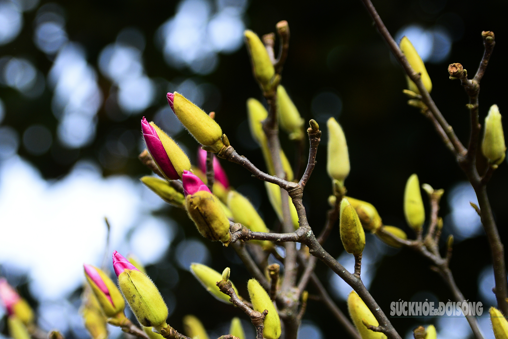 Còn hơn 2 tháng nữa mới Tết, hoa mộc lan nhập khẩu amp;#34;đổ bộamp;#34; chợ hoa Quảng An, người Hà Nội thích thú săn đón - 4