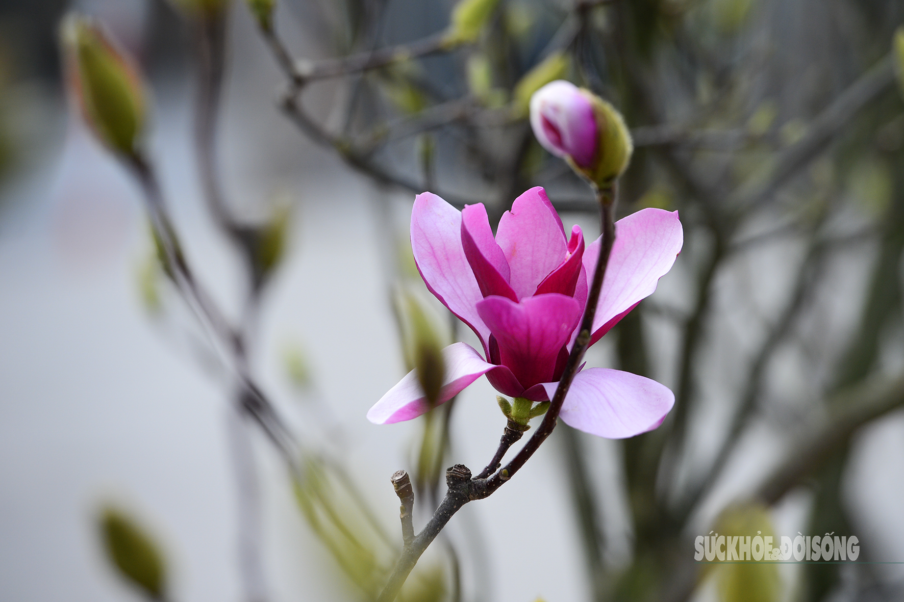 Một bông mộc lan đầu mùa hé nở với sắc hồng tím nổi bật giữa những cành còn nguyên nụ.