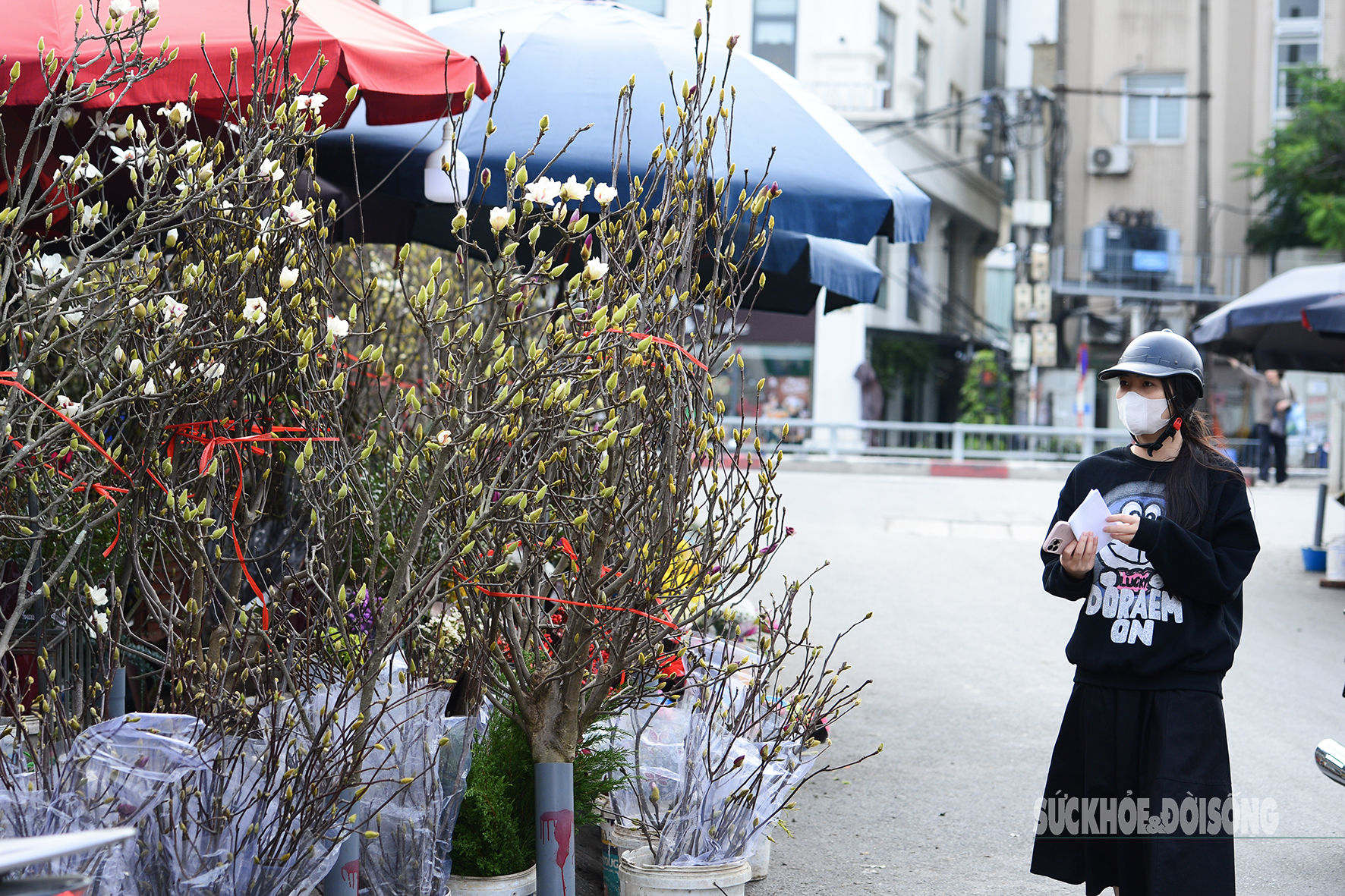 Khách hàng dừng chân lựa chọn, ngắm nghía từng cành mộc lan để tìm dáng cây phù hợp không gian trưng bày.