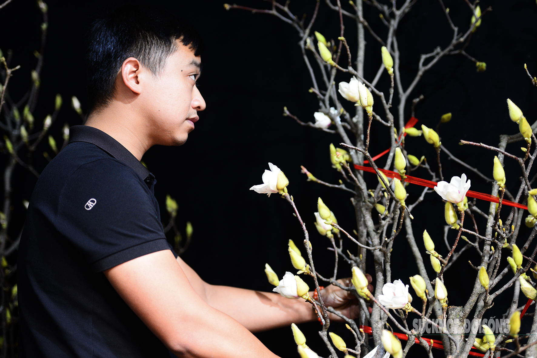 Còn hơn 2 tháng nữa mới Tết, hoa mộc lan nhập khẩu amp;#34;đổ bộamp;#34; chợ hoa Quảng An, người Hà Nội thích thú săn đón - 10