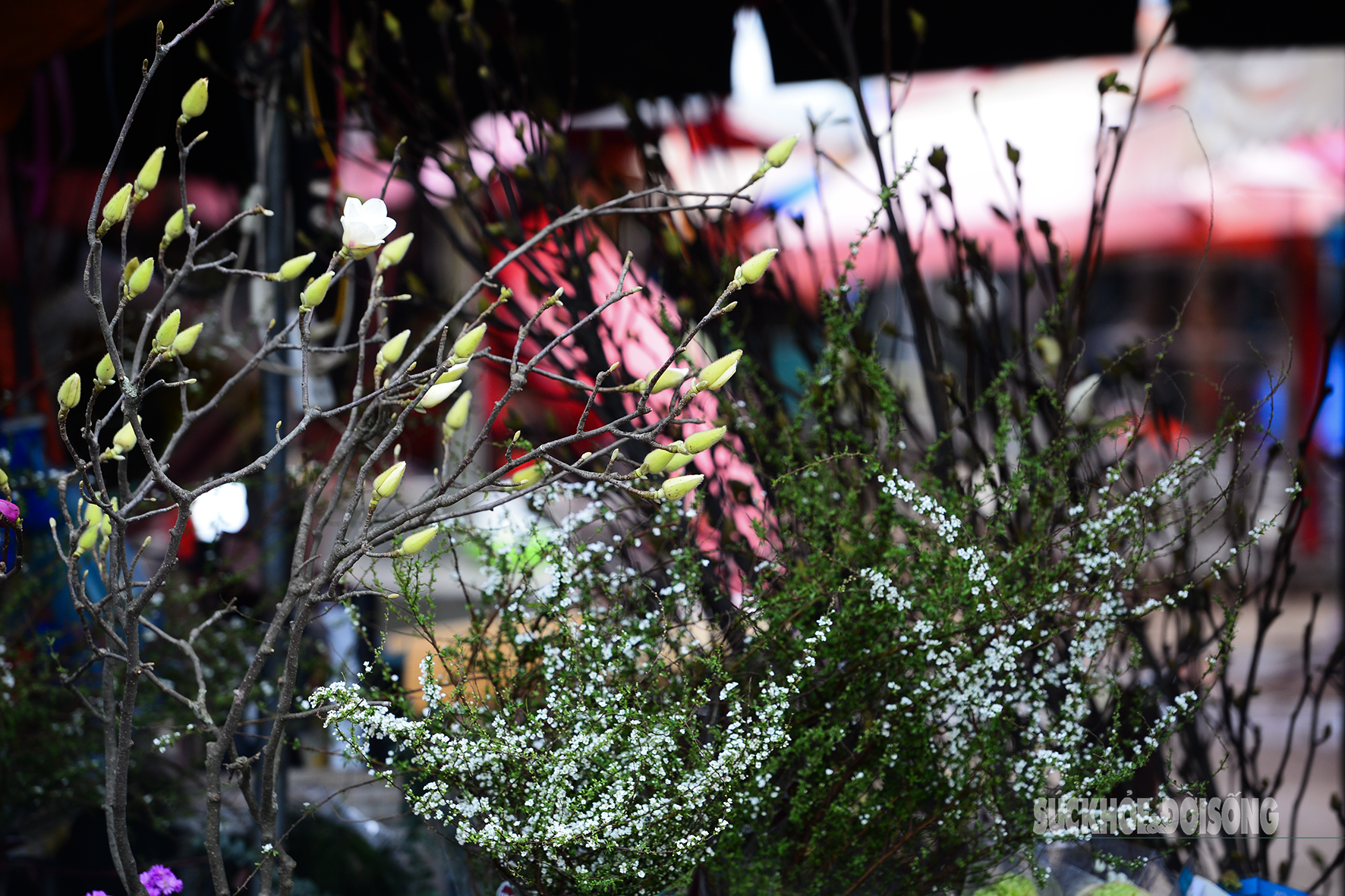 img src/upload/4-2025/images/2025-12-15/1765755932-la-mat-hoa-moc-lan-xuong-cho-quang-an-truoc-tet-111-37513-width1772height1181.jpg width660 /