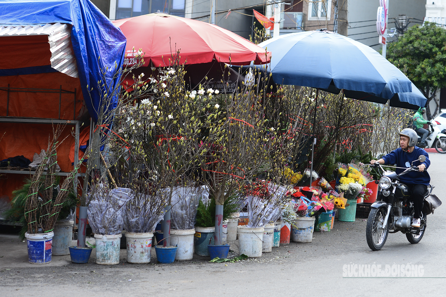 Mộc lan được trưng bày xen kẽ với các loại hoa khác tại chợ, tạo nên không gian chợ hoa đa sắc màu.