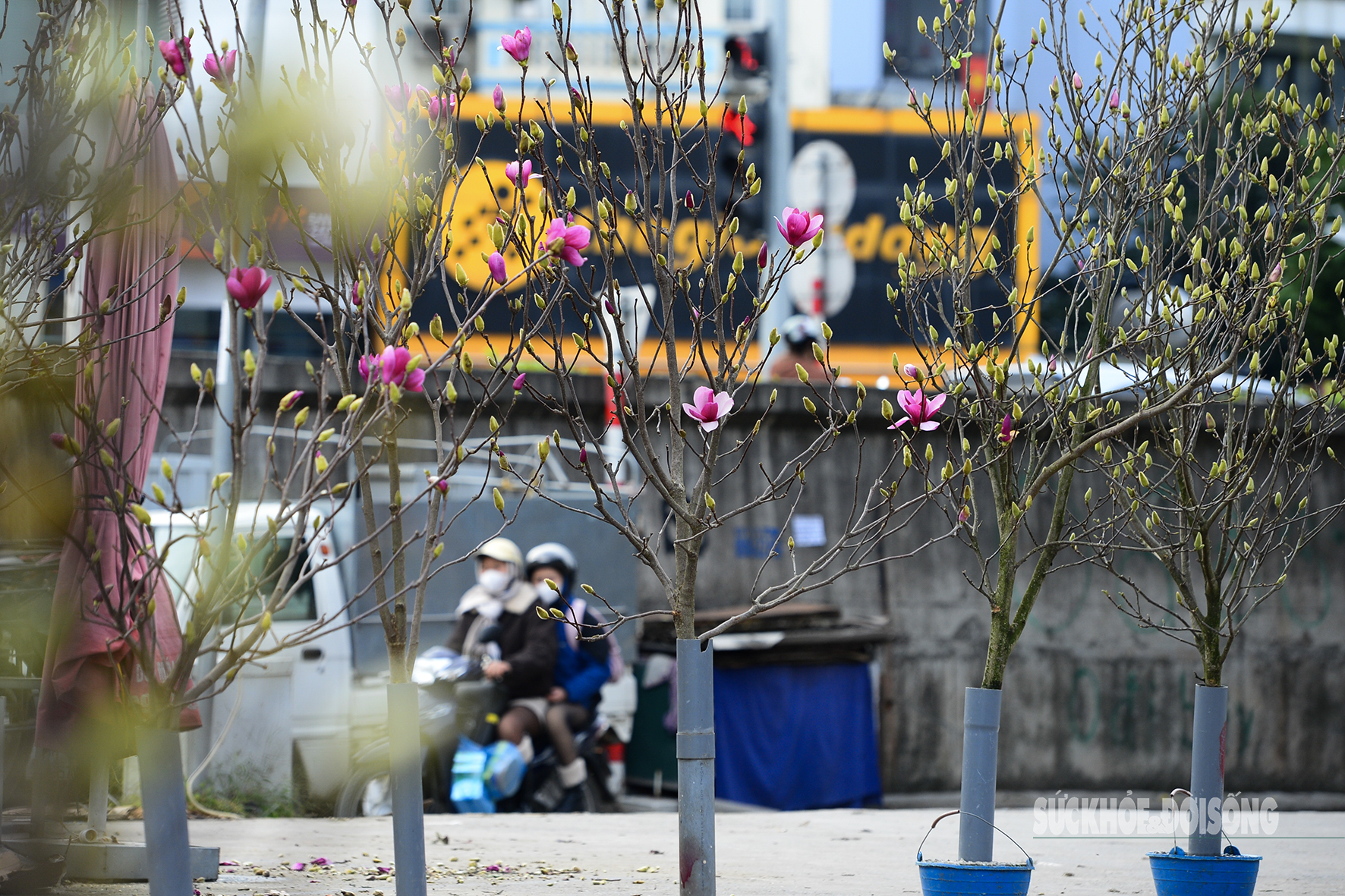 Những cây mộc lan nở lác đác giữa phố, báo hiệu mùa hoa Tết đang đến gần.