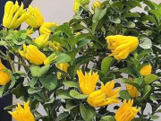 Nhà đẹp - Cây cảnh quý hơn vàng, hoa thơm, quả ngọt, trồng trong nhà giúp tăng cường tài lộc, mang đến điềm lành