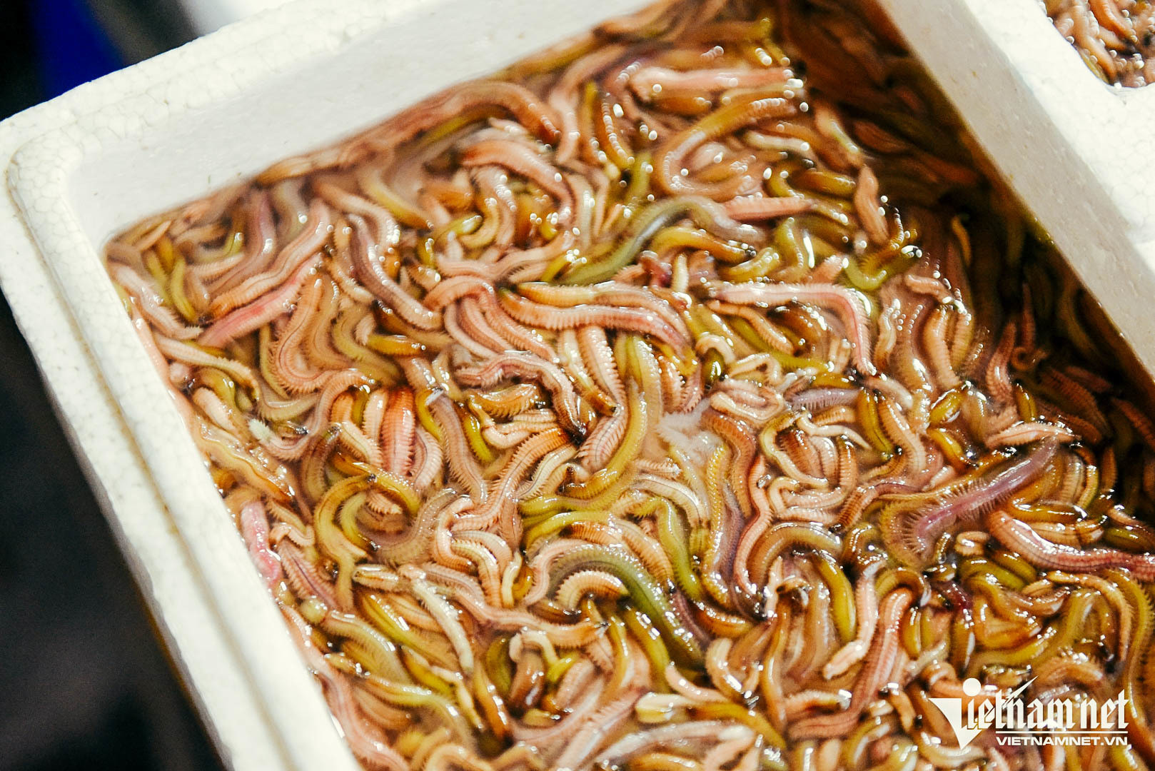 Khi chưa chế biến, rươi sống khiến nhiều người e sợ. Ảnh: Linh Trang