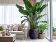 Nhà đẹp - Mùa đông, trồng 5 cây cảnh tạo độ ẩm tự nhiên, không khí hết hanh khô, còn mang cát tường, chiêu tài lộc vào nhà