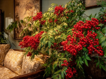 4 cây cảnh nhà giàu thường bí mật trồng, không ngạc nhiên khi họ ngày càng giàu có, thịnh vượng