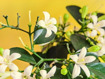 Nguyệt quế - loài cây tỏa hương, mang biểu tượng của thành công