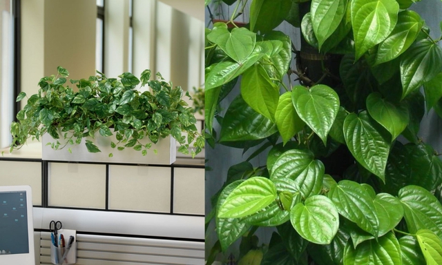 Phong thủy cho rằng, cây trầu không mang lại may mắn cho sự nghiệp và học hành, cũng như sự ấm áp và bình yên cho ngôi nhà.