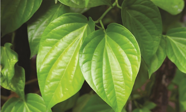 Tránh đặt cây trầu trong phòng làm việc hoặc phòng ngủ vì có thể ảnh hưởng đến sức khỏe và tập trung của gia chủ.