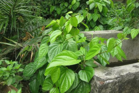 Theo nghiên cứu của các nhà khoa học, tinh chất trầu không chứa kháng sinh mạnh có thể ức chế được nhiều loại vi khuẩn có hại.