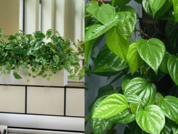 Cây trầu không trồng ở vị trí này tại nhà đem lại tài lộc, may mắn, bình an và hạnh phúc