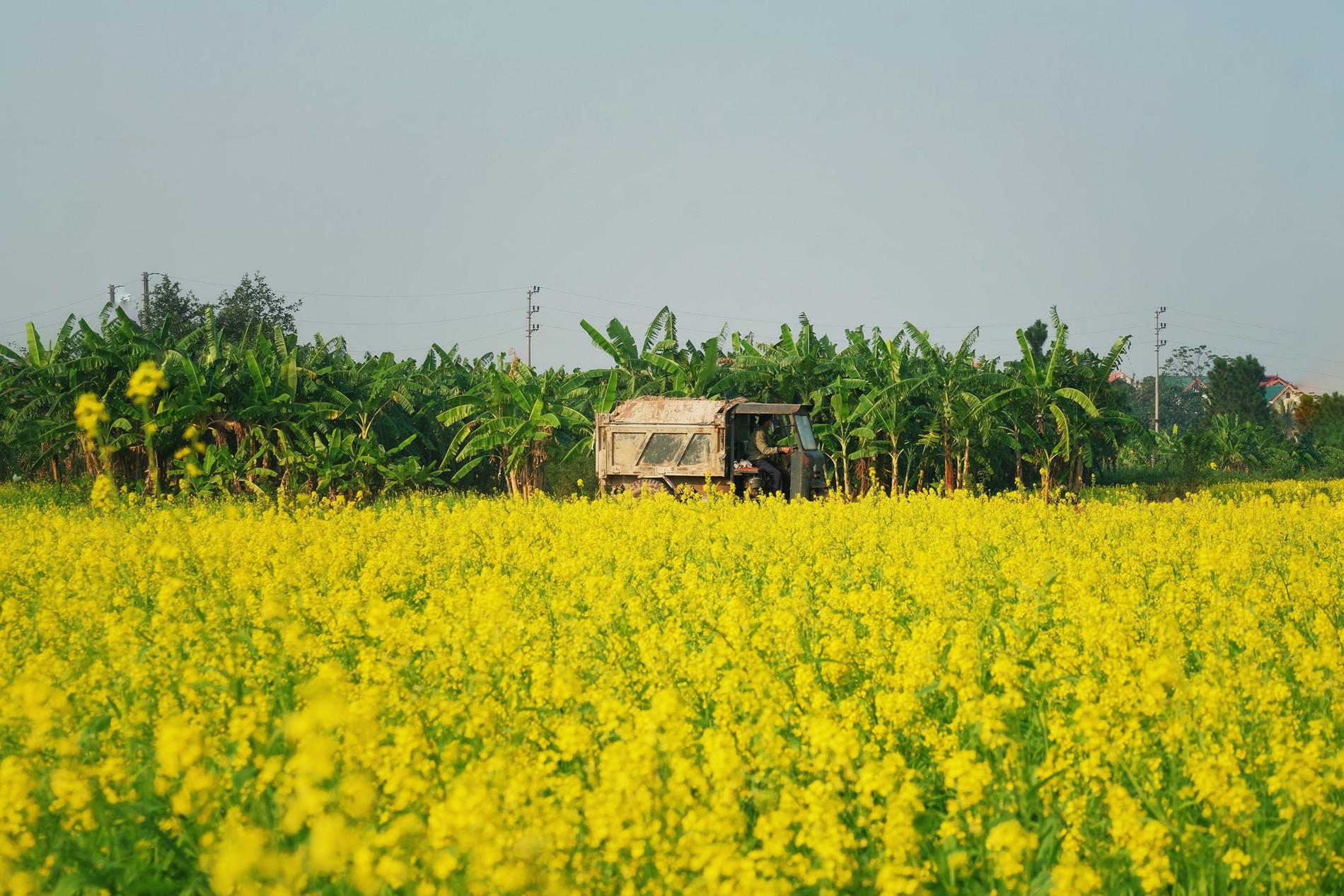 Hoa cải vàng nở rộ trong khoảng 20-25 ngày, du khách nên tranh thủ ghé thăm để không bỏ lỡ mùa hoa đẹp