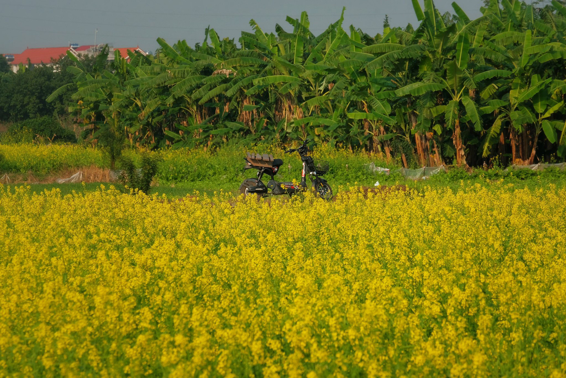 Tới cánh đồng hoa cải vàng, du khách lưu ý giữ gìn cảnh quan, không giẫm lên hoa hay hái hoa, bẻ cành