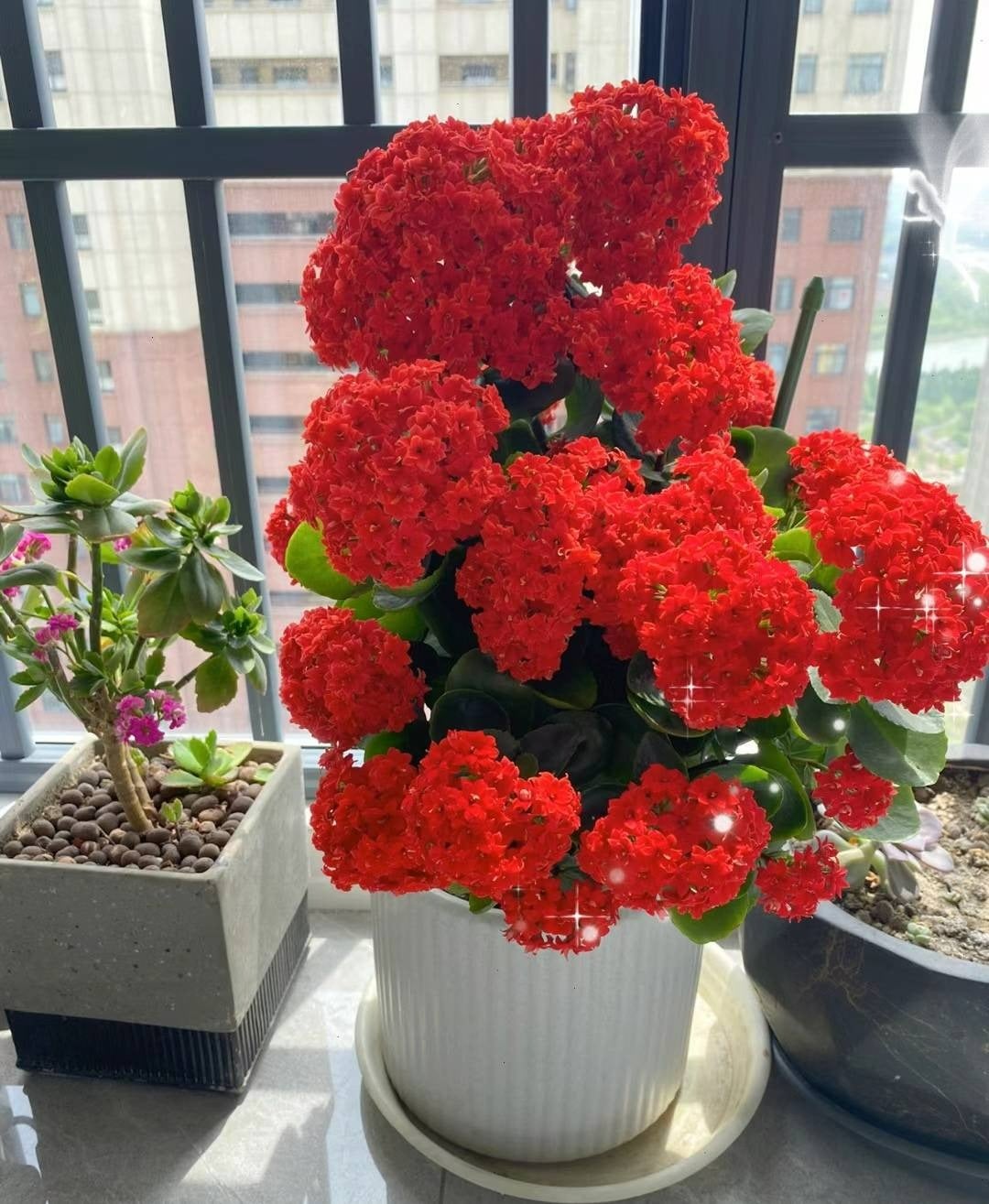 Cây cảnh sống đời có ý nghĩa sức khỏe, trường thọ, hạnh phúc, đoàn viên.