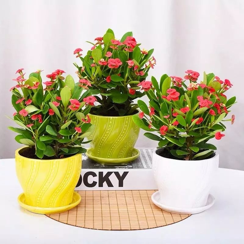 Cây cảnh dễ chăm sóc