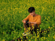 Lifestyle - Cánh đồng hoa cải cách trung tâm Hà Nội 30km nở rộ, khách vượt xa đến check-in