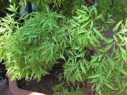 Vừa làm cảnh vừa dùng chế biến món ăn, cây cảnh này trồng trước nhà được ví như “nam châm” hút lộc, giữ khí lành