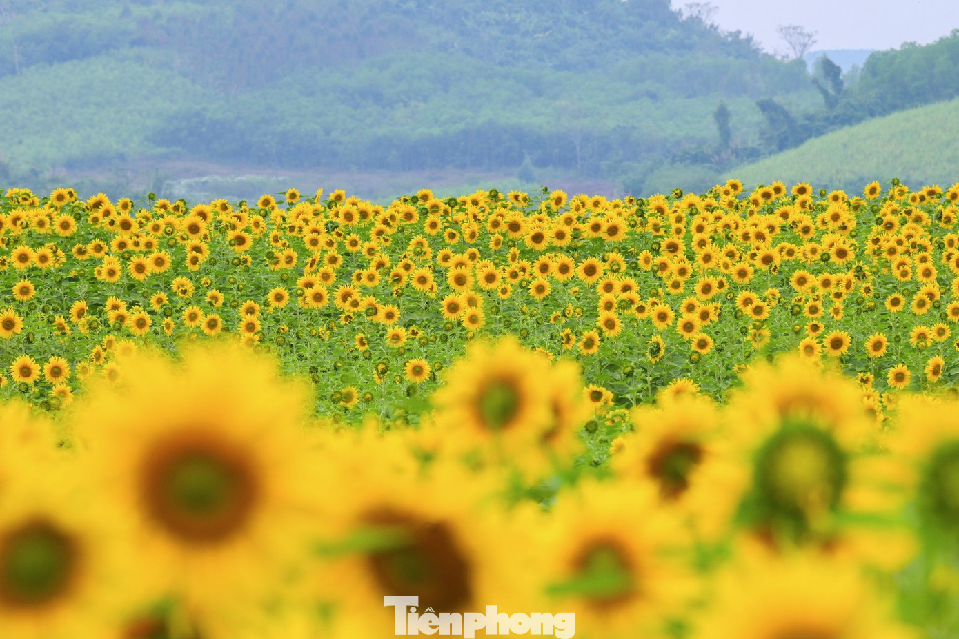 img src/upload/4-2025/images/2025-12-20/1766221405-tp-31-width1390height926.jpg width660 /